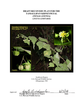 Texas Ayenia) (Ayenia Limitaris)