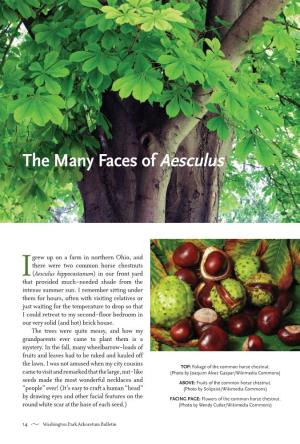 The Many Faces of Aesculus
