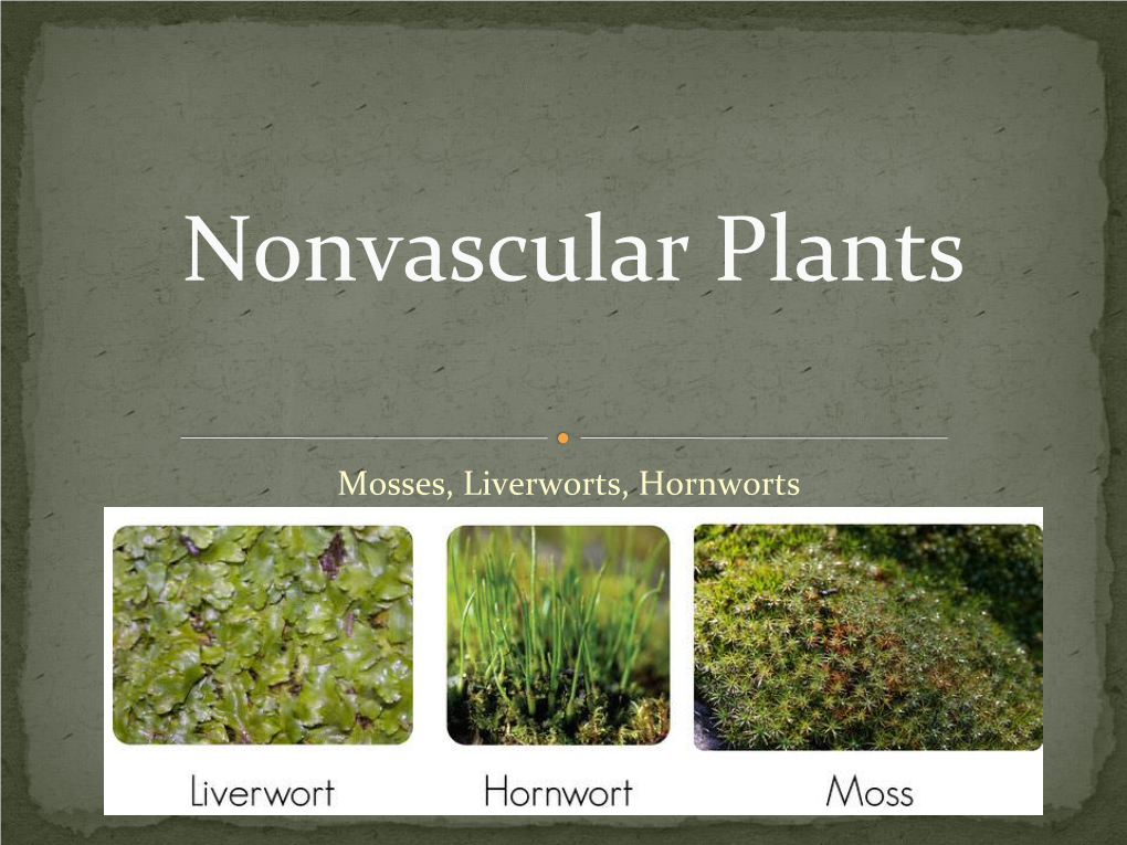 Nonvascular Plants