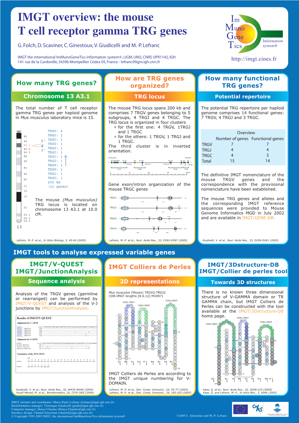 IMGT Overview: the Mouse T Cell Receptor Gamma TRG Genes