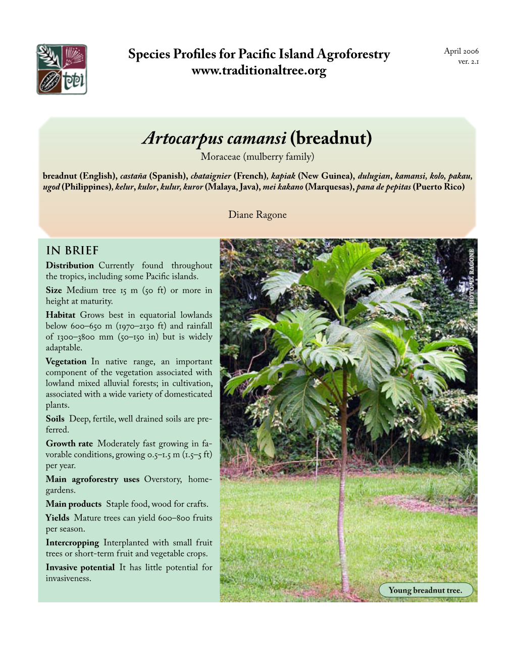 Artocarpus Camansi (Breadnut)