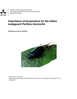 Importance of Temperature for the Willow Bodyguard Perilitus Brevicollis