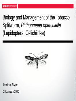 Biology and Management of the Tobacco Splitworm, Phthorimaea
