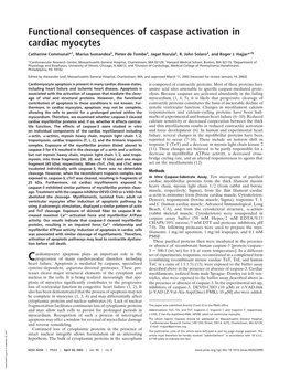 Functional Consequences of Caspase Activation in Cardiac Myocytes