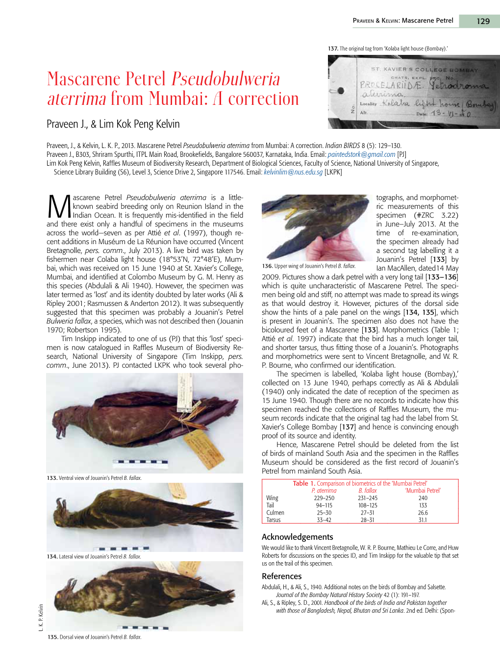 Mascarene Petrel Pseudobulweria Aterrima from Mumbai: a Correction Praveen J., & Lim Kok Peng Kelvin