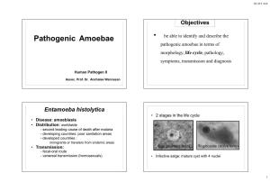 Pathogenic Amoebae Be Able to Identify and Describe the Pathogenic Amoebae in Terms of Morphology, Life Cycle, Pathology, Symptoms, Transmission and Diagnosis