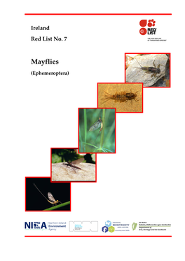 Mayflies (Ephemeroptera)
