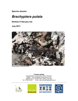 Species Dossier: Brachyptera Putata