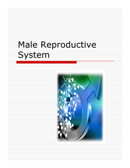 Male Reproductive System Adolescence