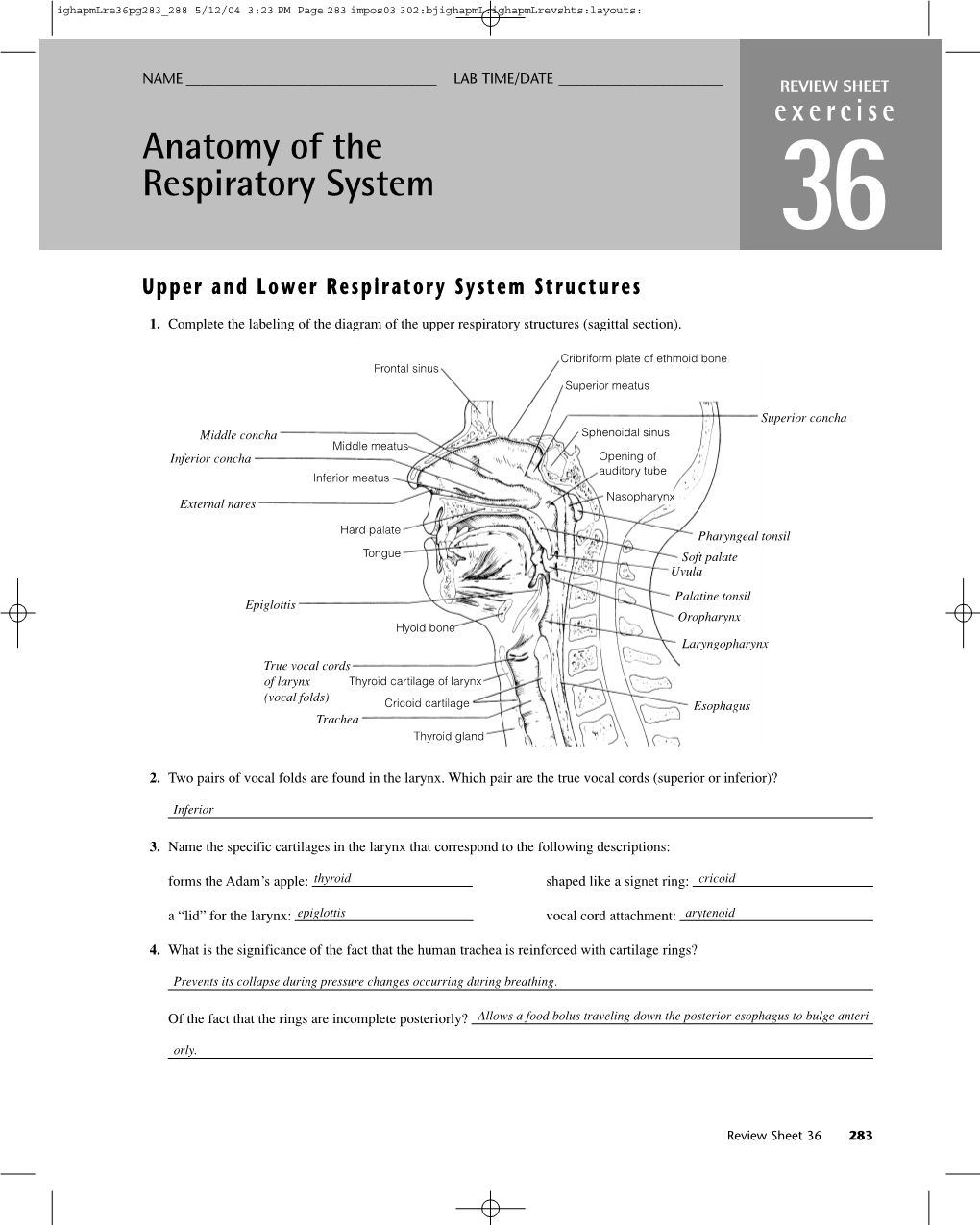 Anatomy Of The Respiratory System 36 Upper And Lower Respiratory System Structures Docslib 3372