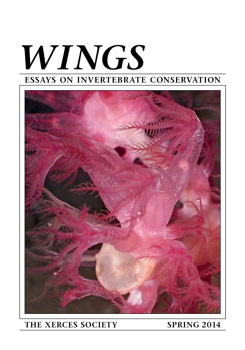 Essays on Invertebrate Conservation