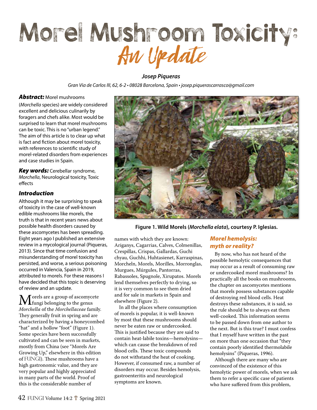 Morel Mushroom Toxicity