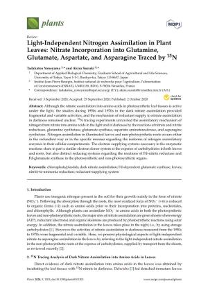 Light-Independent Nitrogen Assimilation in Plant Leaves: Nitrate Incorporation Into Glutamine, Glutamate, Aspartate, and Asparagine Traced by 15N