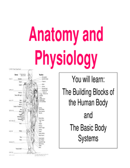 You Will Learn: the Building Blocks of the Human Body and the Basic