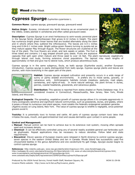 Cypress Spurge Euphorbia Cyparissias L