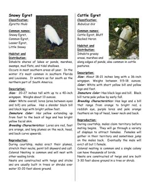 Snowy Egret Cattle Egret Classification: Classification: Egretta Thula Bubulcus Ibis