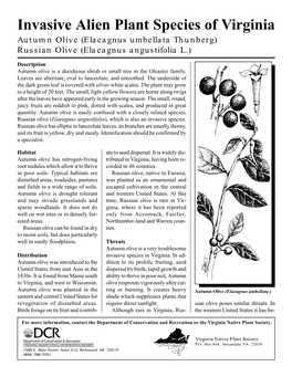 Invasive Alien Plant Species of Virginia Autumn Olive (Elaeagnus Umbellata Thunberg) Russian Olive (Elaeagnus Angustifolia L.)