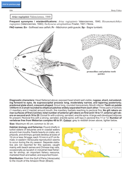 Tachysurus Atroplumbeus Fowler, 1931 / None. FAO Names: En - Softhead Sea Catfish; Fr - Mâchoiron Petit-Gueule; Sp - Bagre Tumbeló