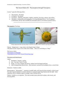 Lecture 8: Thysanoptera Through Neuroptera