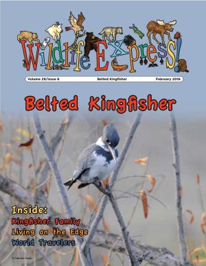 Belted Kingfisher February 2016 Belted Kingfisher