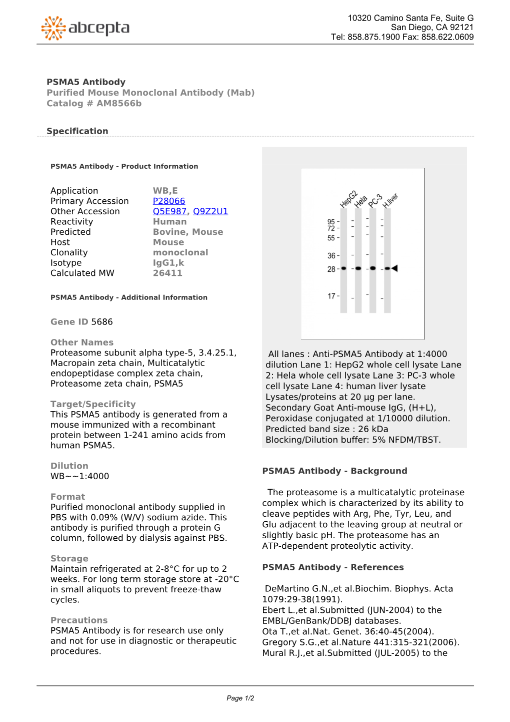 PSMA5 Antibody Purified Mouse Monoclonal Antibody (Mab) Catalog # Am8566b
