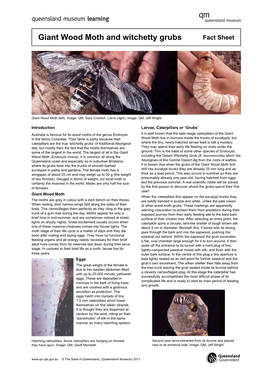 Giant Wood Moth and Witchetty Grubs Fact Sheet