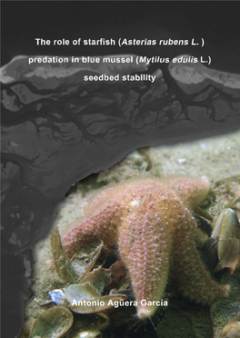 The Role of the Starfish (Asterias Rubens L.) Predation in Blue Mussel (Mytilus Edulis L.) Seedbed Stability