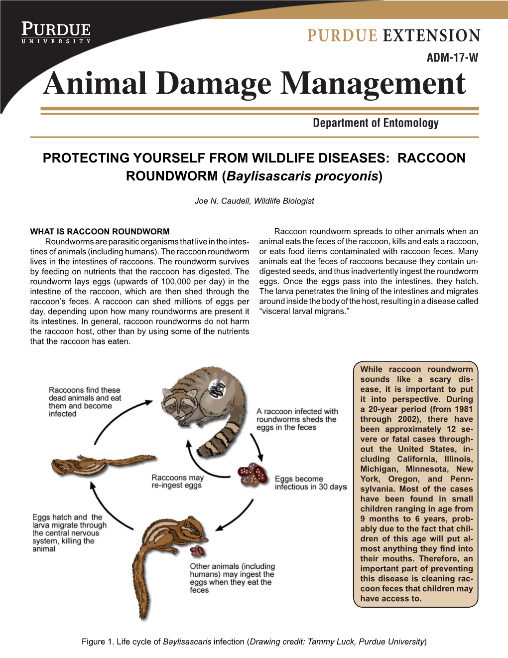 RACCOON ROUNDWORM (Baylisascaris Procyonis)