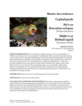 Cephalopods He'e Or Hawaiian Octopus Mūhe'e Or Bobtail Squid