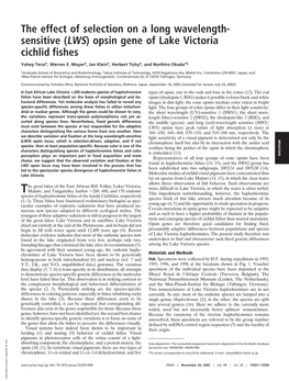 Opsin Gene of Lake Victoria Cichlid Fishes