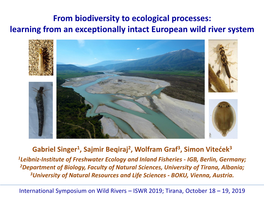 From Biodiversity to Ecological Processes: Learning from an Exceptionally Intact European Wild River System