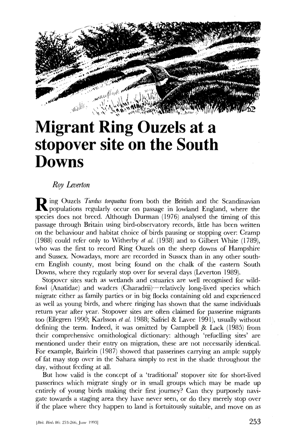 Migrant Ring Ouzels at a Stopover Site on the South Downs