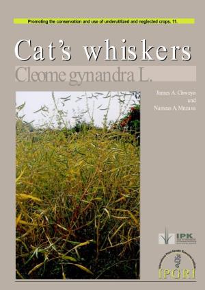 Cat's Whiskers Cleome Gynandra L
