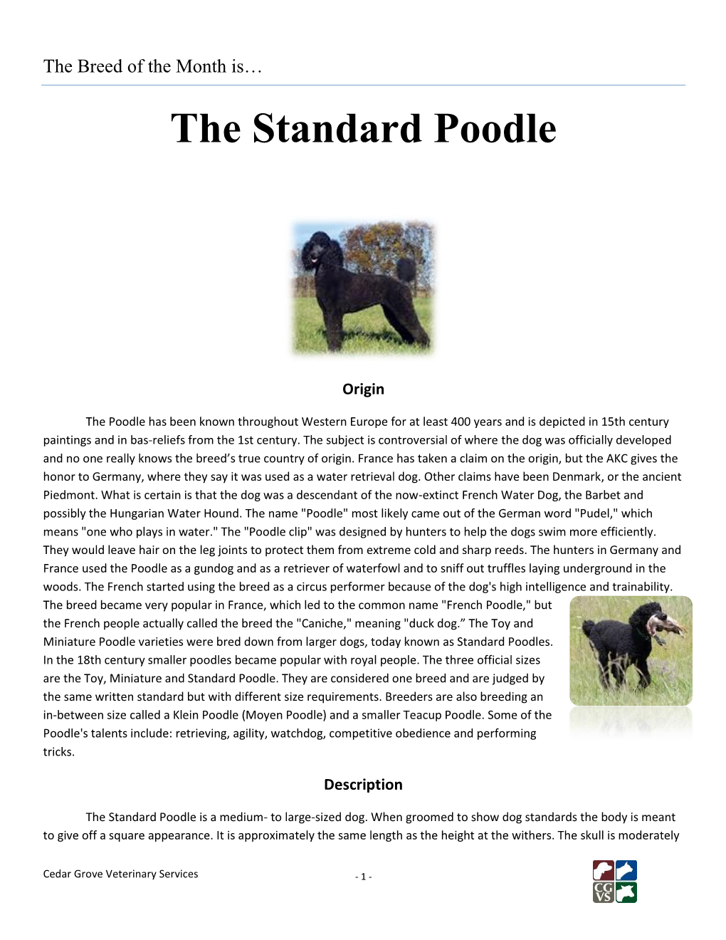 The Standard Poodle