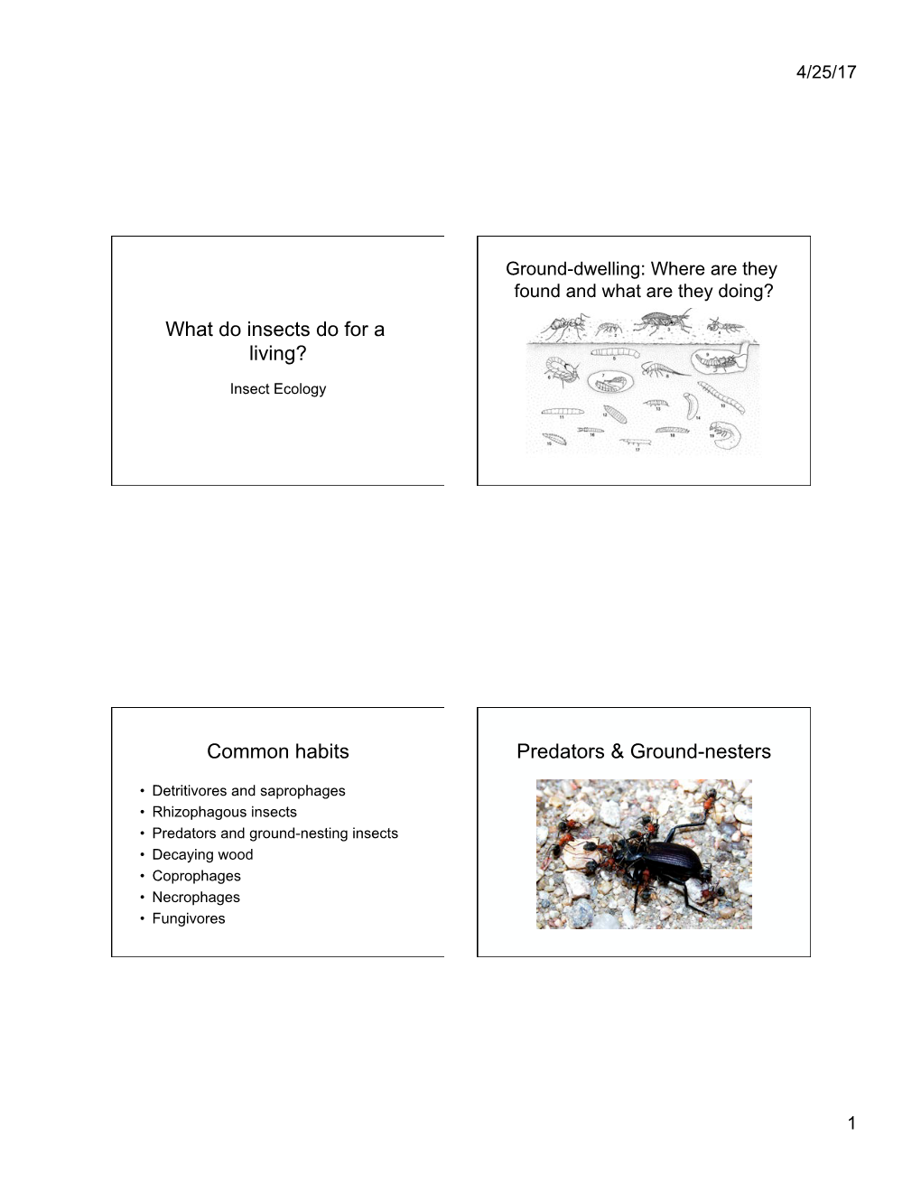 What Do Insects Do for a Living? Common Habits Predators