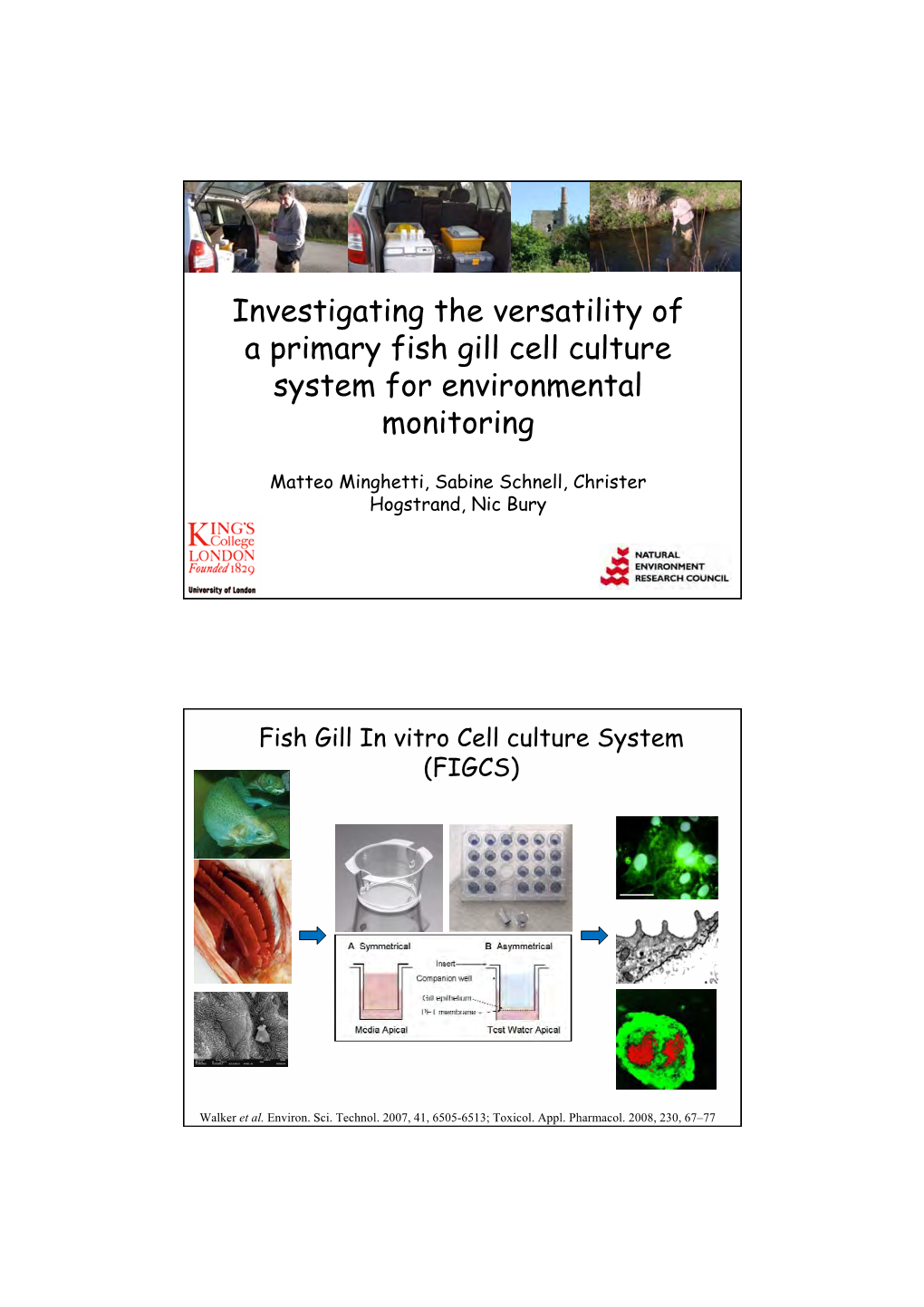 Investigating the Versatility of a Primary Fish Gill Cell Culture System for Environmental Monitoring