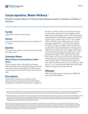 Carya Aquatica, Water Hickory 1 Michael G