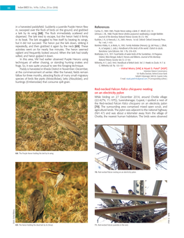 References Red-Necked Falcon Falco Chicquera Nesting on an Electricity