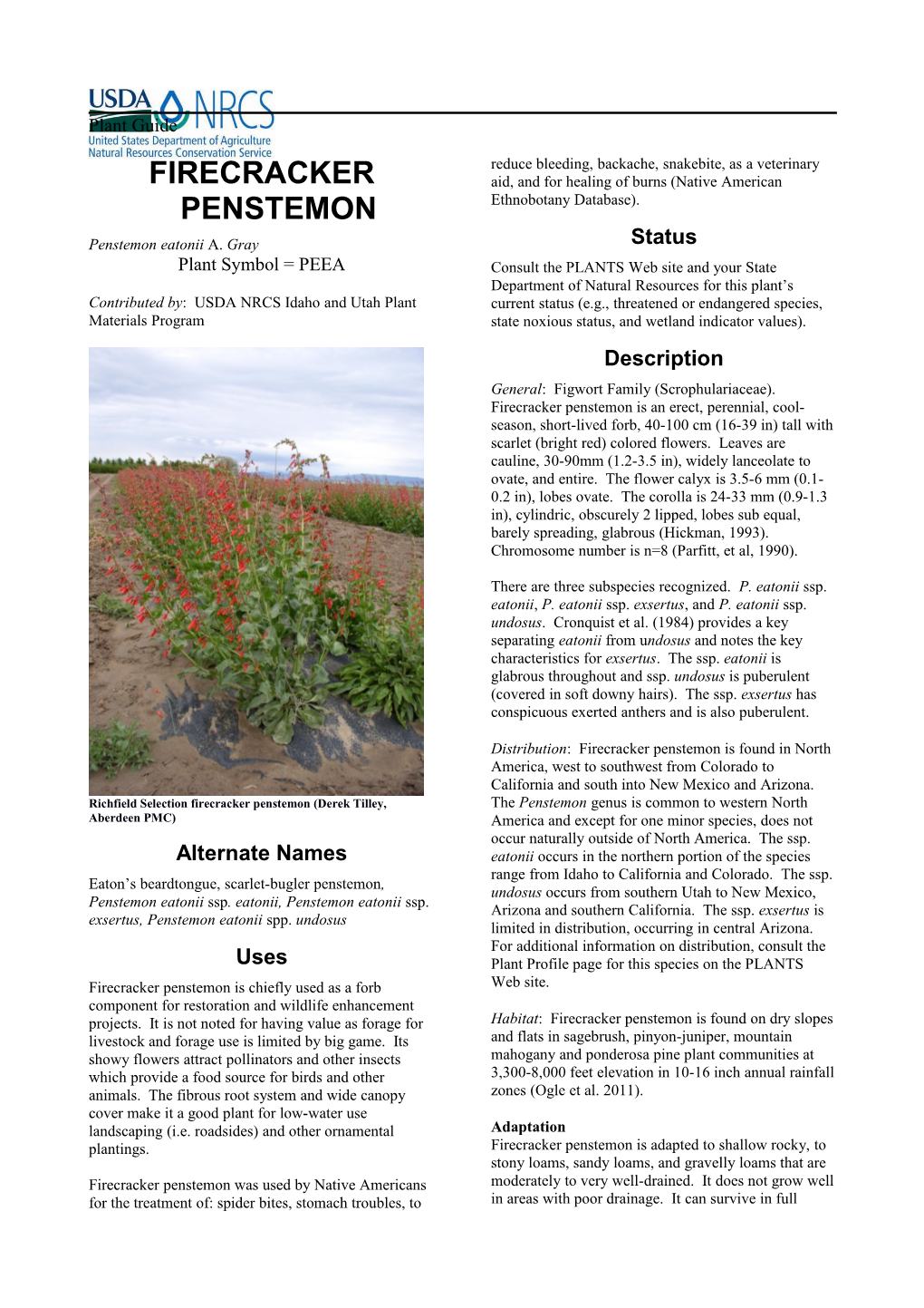 Plant Guide for Firecracker Penstemon