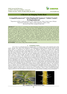 A Review on Stinging Nettle Root