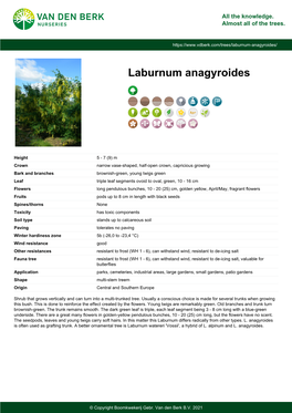 Laburnum Anagyroides