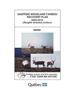 Gaspésie Woodland Caribou (Rangifer Tarandus Caribou)