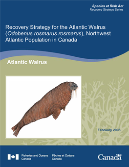 Recovery Strategy for the Atlantic Walrus (Odobenus Rosmarus Rosmarus), Northwest Atlantic Population in Canada