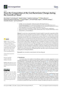 Does the Composition of the Gut Bacteriome Change During the Growth of Tuna?