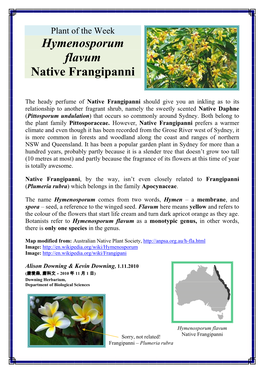 Hymenosporum Flavum Native Frangipanni