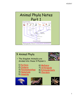 Animal Phyla Notes Part 1