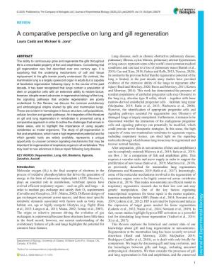 A Comparative Perspective on Lung and Gill Regeneration Laura Cadiz and Michael G