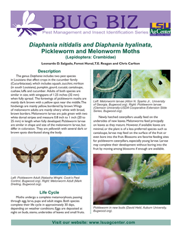 Diaphania Nitidalis and Diaphania Hyalinata, Pickleworm and Melonworm Moths (Lepidoptera: Crambidae) Leonardo D
