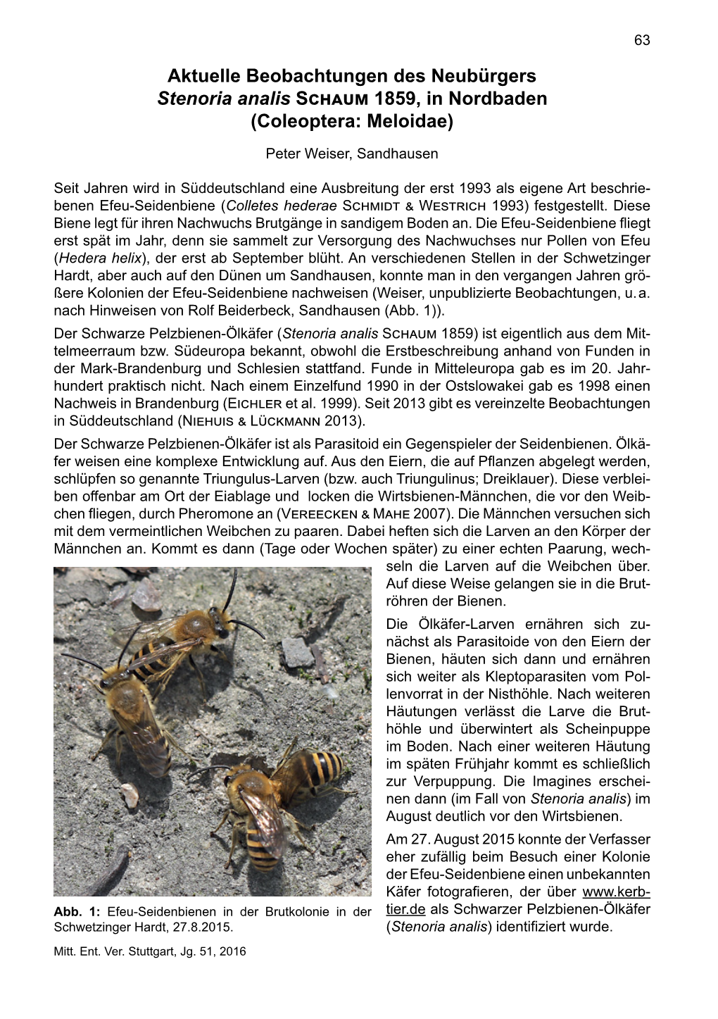 Aktuelle Beobachtungen Des Neubürgers Stenoria Analis Schaum 1859, in Nordbaden (Coleoptera: Meloidae) Peter Weiser, Sandhausen