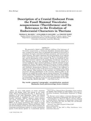 Description of a Cranial Endocast From